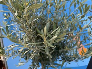 Olivenbaum - Olea europaea - 170 cm - 15 Jahre alt