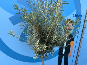 Olivenbaum - Olea europaea - 170 cm - 15 Jahre alt