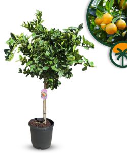 Orangenbaum - Citrus sinensis - 160 cm