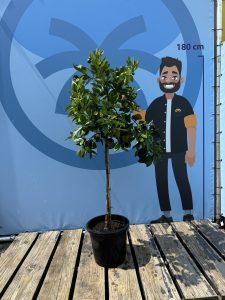Orangenbaum - Citrus sinensis - 160 cm
