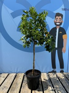 Orangenbaum - Citrus sinensis - 160 cm