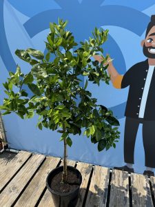 Orangenbaum - Citrus sinensis - 160 cm