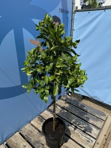 Orangenbaum - Citrus sinensis - 160 cm