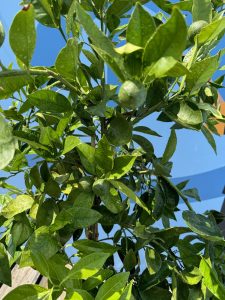 Orangenbaum - Citrus sinensis - 160 cm