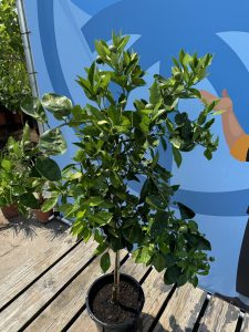 Orangenbaum - Citrus sinensis - 160 cm