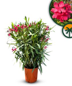 Rote Oleander - Nerium oleander - 100-120 cm