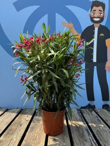 Rote Oleander - Nerium oleander - 100-120 cm