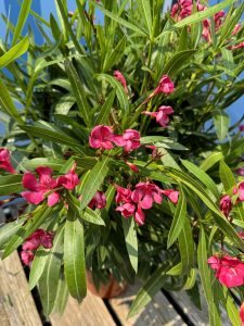 Rote Oleander - Nerium oleander - 100-120 cm