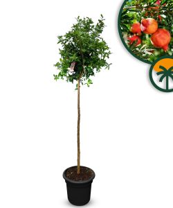 Granatapfelbaum - Punica granatum - 160 cm