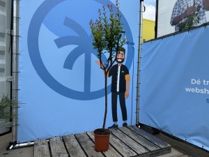 Granatapfelbaum - Punica granatum - 160 cm