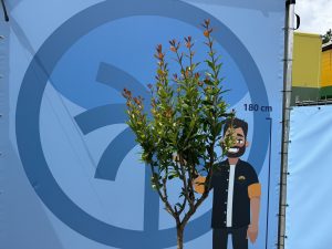 Granatapfelbaum - Punica granatum - 160 cm