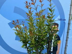 Granatapfelbaum - Punica granatum - 160 cm