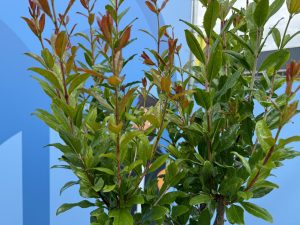 Granatapfelbaum - Punica granatum - 160 cm