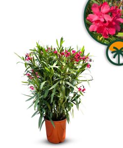 Rosa Oleander - Nerium oleander - 80-100 cm