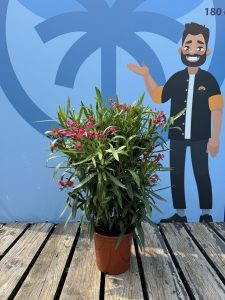 Rosa Oleander - Nerium oleander - 80-100 cm