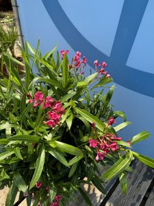 Rosa Oleander - Nerium oleander - 80-100 cm