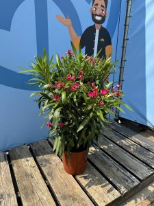 Rosa Oleander - Nerium oleander - 80-100 cm