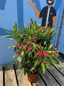 Rosa Oleander - Nerium oleander - 80-100 cm