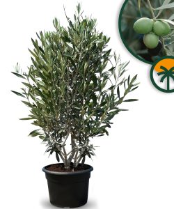 Olivenbaum - Olea europaea - 140-160 cm - Winterhart bis -18 °C