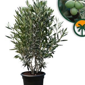 Olivenbaum - Olea europaea - 140-160 cm - Winterhart bis -18 °C