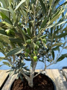 Olivenbaum - Olea europaea - 140-160 cm - Winterhart bis -18 °C