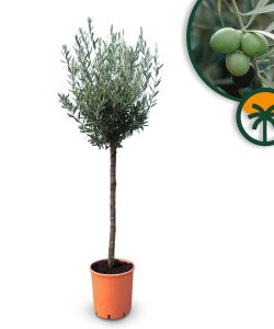 Olivenbaum - Olea europaea - 10 Jahre - 160 cm