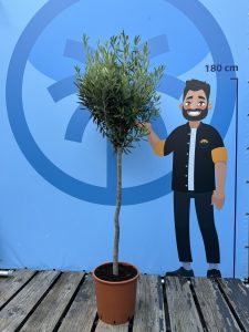 Olivenbaum - Olea europaea - 10 Jahre - 160 cm
