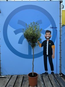 Olivenbaum - Olea europaea - 10 Jahre - 160 cm