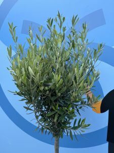 Olivenbaum - Olea europaea - 10 Jahre - 160 cm