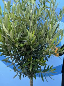 Olivenbaum - Olea europaea - 10 Jahre - 160 cm