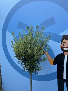 Olivenbaum - Olea europaea - 10 Jahre - 160 cm