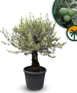 Olivenbaum - Olea europaea - Bonsai - 50 Jahre - 170 cm