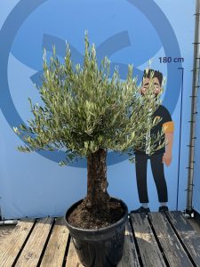 Olivenbaum - Olea europaea - Bonsai - 50 Jahre - 170 cm