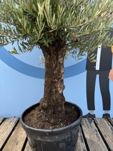 Olivenbaum - Olea europaea - Bonsai - 50 Jahre - 170 cm