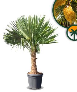 Palme - Trachycarpus fortunei - 30-40 cm