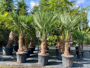 Palme - Trachycarpus fortunei - 30-40 cm