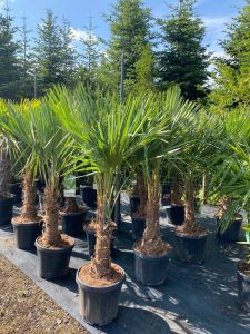 Palme - Trachycarpus fortunei - 30-40 cm