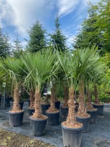 Palme - Trachycarpus fortunei - 30-40 cm