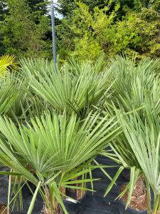 Palme - Trachycarpus fortunei - 30-40 cm