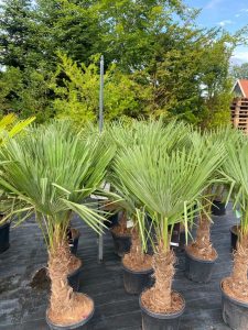 Palme - Trachycarpus fortunei - 30-40 cm