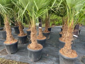 Palme - Trachycarpus fortunei - 30-40 cm
