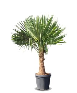 Palme - Trachycarpus fortunei - 30-40 cm