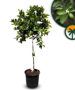 Limettenbaum - Citrus latifolia - 160 cm