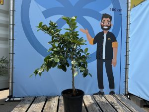 Limettenbaum - Citrus latifolia - 160 cm