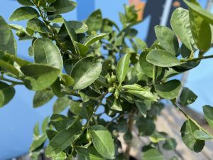 Limettenbaum - Citrus latifolia - 160 cm