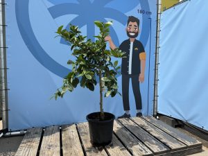 Limettenbaum - Citrus latifolia - 160 cm