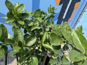 Limettenbaum - Citrus latifolia - 160 cm