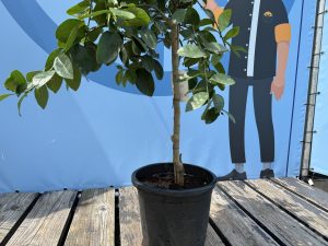 Limettenbaum - Citrus latifolia - 160 cm