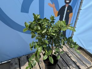 Limettenbaum - Citrus latifolia - 160 cm