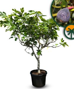Feigenbaum - Ficus carica - 220 cm - 30 Jahre alt